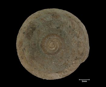 Media type: image;   Malacology 216751 Aspect: apical
